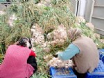 Sarımsak Fiyatları Üreticisini Üzdü