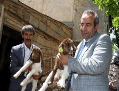 Van’da Suni Tohumlama İle Boer Keçisi Üretimi