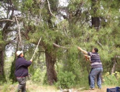 Dalaman’da  Basra Aşılaması Yapıldı