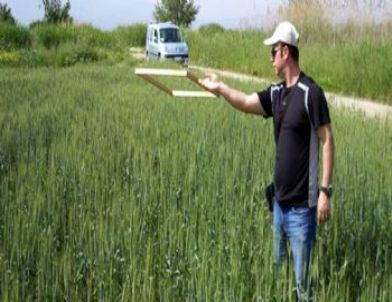 Aydın’da Süneyle Mücadele Çalışmaları Devam Ediyor