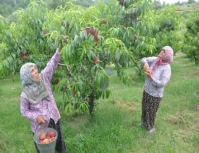 Dolunun Vurduğu Yenişehir'de Acı Tarsim Gerçeği