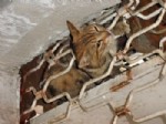 Mahsur Kalan Kedi İtfaiye Tarafından Kurtarıldı