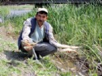 Eskişehir'de Toplu Balık Ölümü