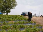 Simav’da Çileği Dolu Vurdu