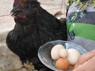 Sivas'ta köylüleri şok eden tavuk yumurtası!