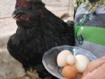 Sivas'ta köylüleri şok eden tavuk yumurtası!
