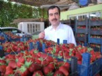 Aydın Çileği Döviz Yağdıracak