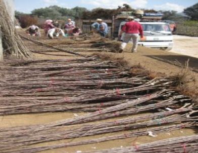 Bademli Kiraz Festivali 10 Haziran’da