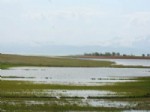 KONYA OVASı - Beyşehir Gölü'nde Seviye Yükseldi, Tarım Alanları Su Altında Kaldı