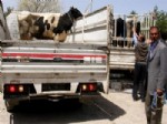 Erciş Depreminde Hayvanları Telef Olan Çiftçiler Sevindirildi