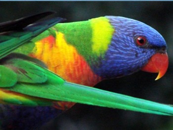 Kayıp Papağan Adresini Tarif Etti