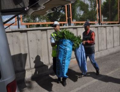 Bahçede Kenevir Operasyonu