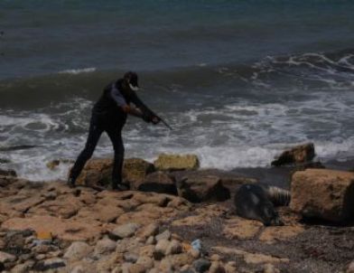 Yaralı Fok Balığına Antibiyotik Tedavisi