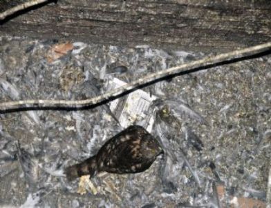 Gümüşhane'de Yavru Şahin İçin Kurtarma Operasyonu