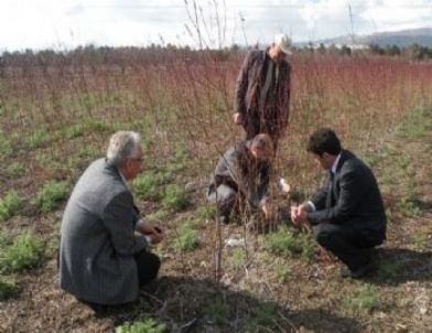 Erzincan’da Zerdali Projesi İle Sanayi Meyveciliği Gelişiyor