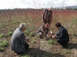 Erzincan’da Zerdali Projesi İle Sanayi Meyveciliği Gelişiyor