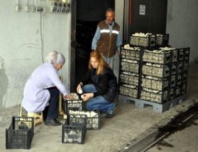 Sivas Mantarı, Korkuteli Mantarına Rakip