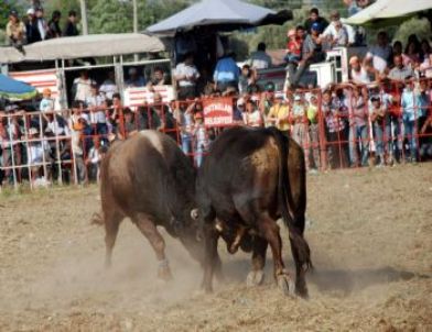 Boğalar Cami Yararına Arenaya Çıktı