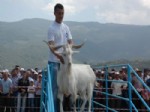 HALUK LEVENT - Bu Defa Keçiler ve Çobanlar Yarıştı