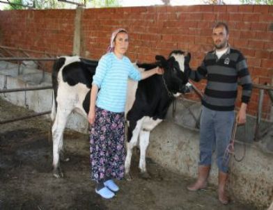 Köprübaşı'nda Gebe Düve Dağıtımı Yapıldı