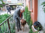 SOKAK KÖPEKLERİ - Başhekimin Köpek Sevgisi