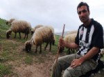 MEHMET YAVUZ - Aylık 2 Bin 500 Liraya Çoban Bulamıyorlar