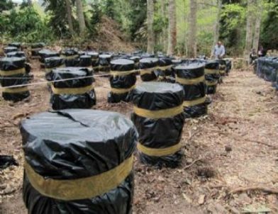 Bozkurt’ta Mantar Ormanı Oluşturuldu