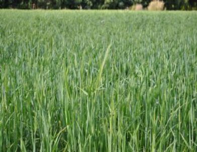 Hububat Üreticisi 2023 İhracat Hedefine Tanıtımla Ulaşacak