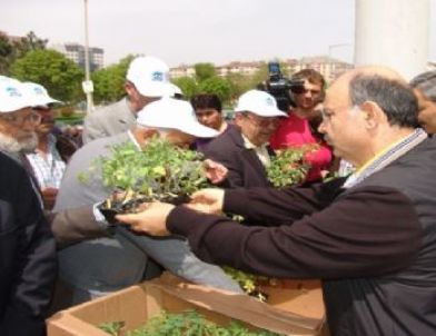 Kocasinan Belediyesi, Vatandaşlara Yerli Domates Fidesi Dağıtacak