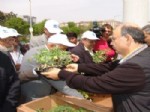 BEKIR YıLDıZ - Kocasinan Belediyesi, Vatandaşlara Yerli Domates Fidesi Dağıtacak