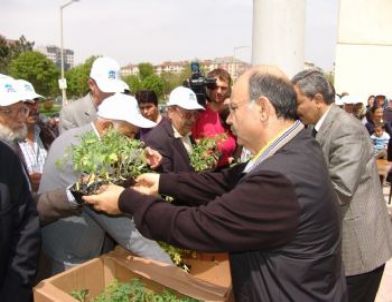 Kocasinan Yerli Domates Fidesi Dağıtacak