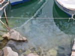 DENIZANASı - Foça'da Denizanaları Ürkütüyor