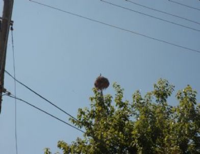 25 Yıllık Leylek Yuvası Köyün Simgesi Oldu