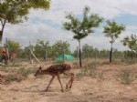 KAŞıNHANı - Konya Şeker, Torku Ormanları'nda Doğal Hayatı Canlandırıyor