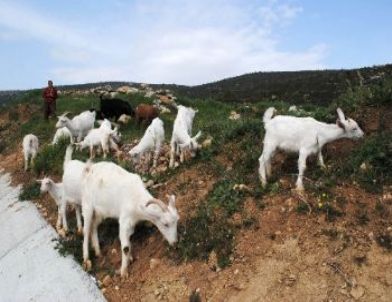 Nüfusu 2 Bine Düşen İbradı'da Göçün Önüne Saanen Keçisiyle Geçilecek