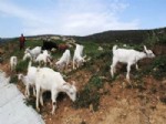 Nüfusu 2 Bine Düşen İbradı'da Göçün Önüne Saanen Keçisiyle Geçilecek