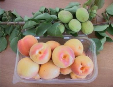 Serada Kayısı Yetiştirildi