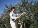 Zeytin İhracatına Nazar Değdi