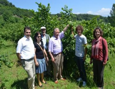 Alpalı’da Organik Fındık Görücüye Çıktı