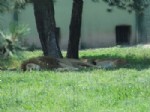 İLGİNÇ GÖRÜNTÜ - Bursa Zoo Park'ta Hortumlu Serinlik