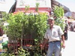 HÜSEYIN YORULMAZ - Sarıkaya’da Gurbetçiler, Tatillerini Bağ ve Bahçe İşleri İle Değerlendiriyor