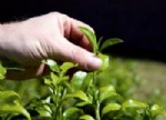 UNILEVER - Çay bahçelerinin 25 yıl ömrü kaldı
