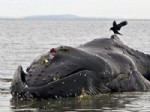 BALINA - 10 metrelik balina neden kıyıya vurdu?