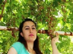 BEKIR YıLMAZ - Sarıgöl'de Haziran'da Üzüm Yetiştirdi