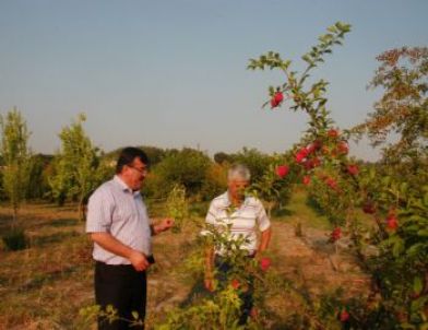 Televizyonda Gördüğü Meyveleri Bahçesinde Yetiştiriyor