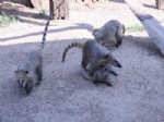 Darıca Hayvanat Bahçesi Yavrularla Şenlendi