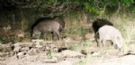 KARAMıK - Foça'yı yaban domuzları bastı