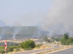 SERINOVA - Osmaniye’de 20 Hektarlık Kızılçam Ormanı Yandı