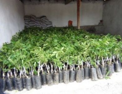 Aslanapa’da 3 Tarımsal Proje Başarıyla Tamamlandı