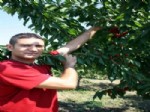 KİRAZ ÜRETİMİ - Yağmur Kirazı Vurdu, İhracat Sıkıntıya Girdi